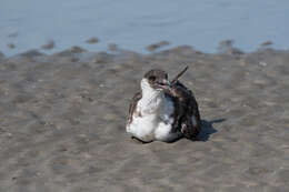 Image of Pomarine Jaeger