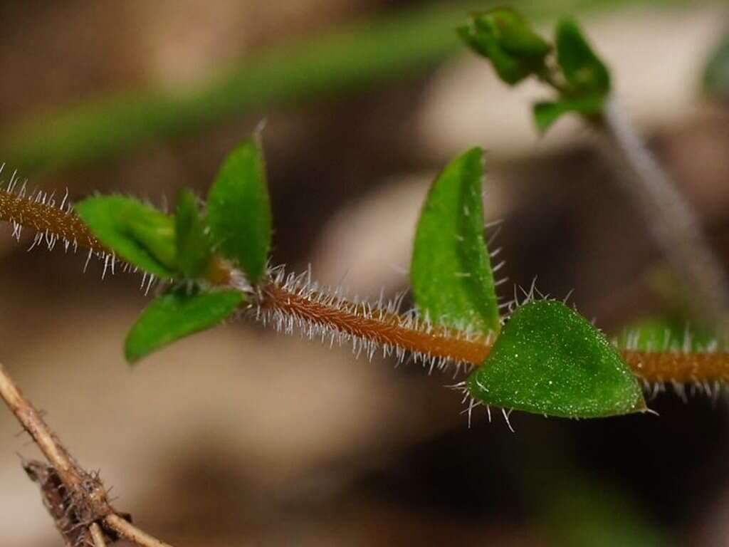 Imagem de Mitrasacme pilosa Labill.