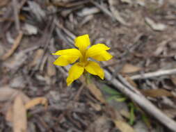 Image of Goodenia pinnatifida Schltdl.