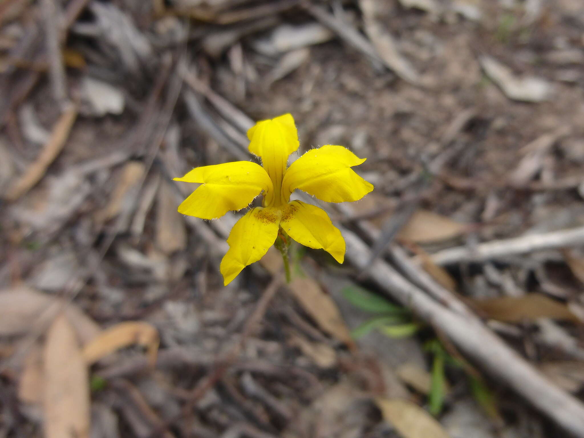 Image of Goodenia pinnatifida Schltdl.