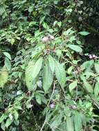 Image of Lepidonia jonesii (B. L. Turner) H. Rob. & V. A. Funk