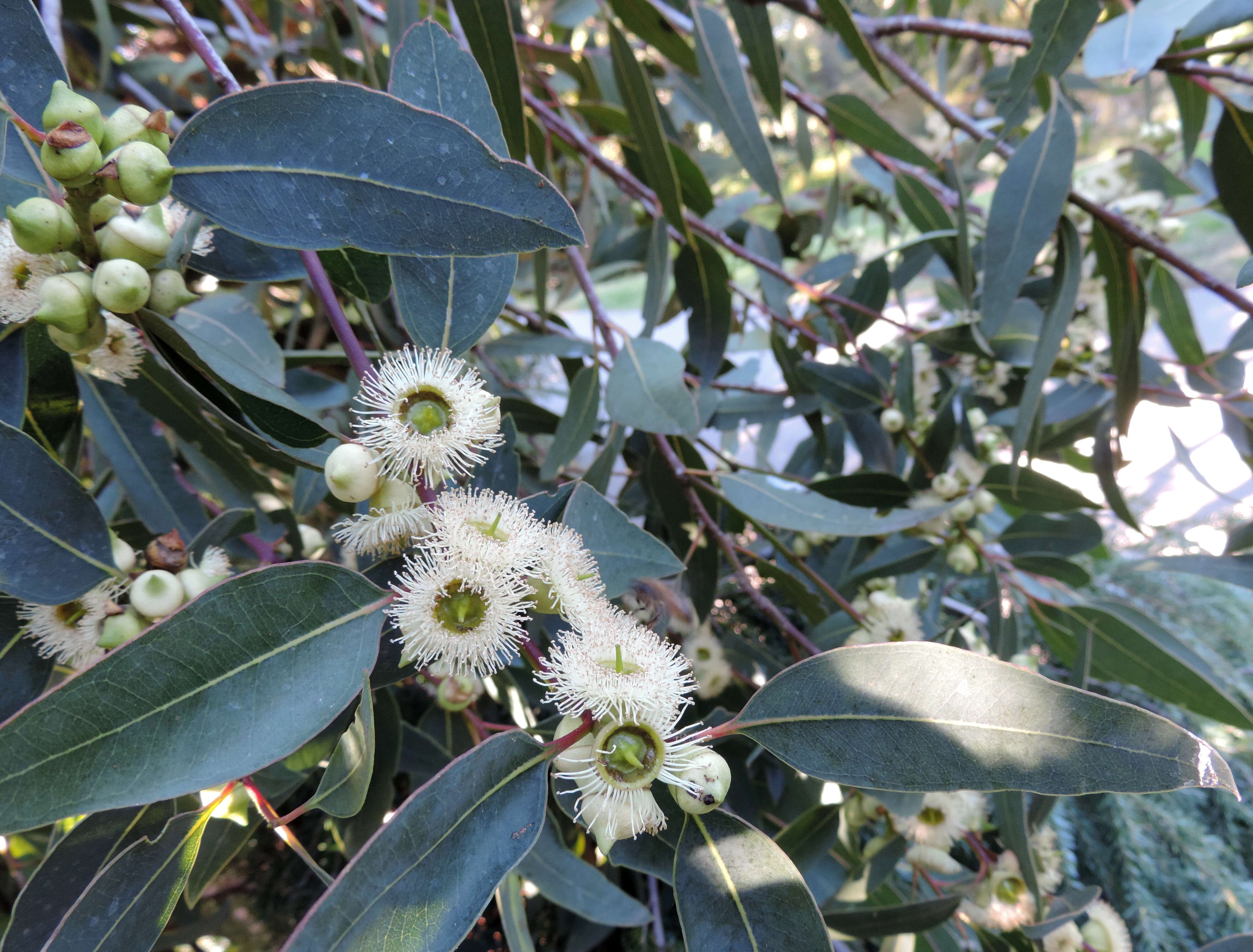 Image of Eucalyptus laeliae Podger & Chippendale