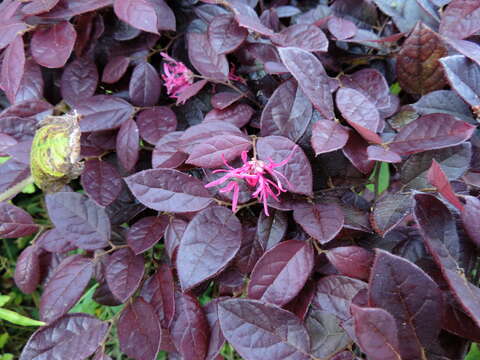 صورة Loropetalum chinense (R. Br.) Oliv.