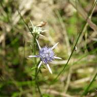 Image de Eryngium integrifolium Walt.