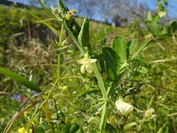 Image of Cyprus-vetch