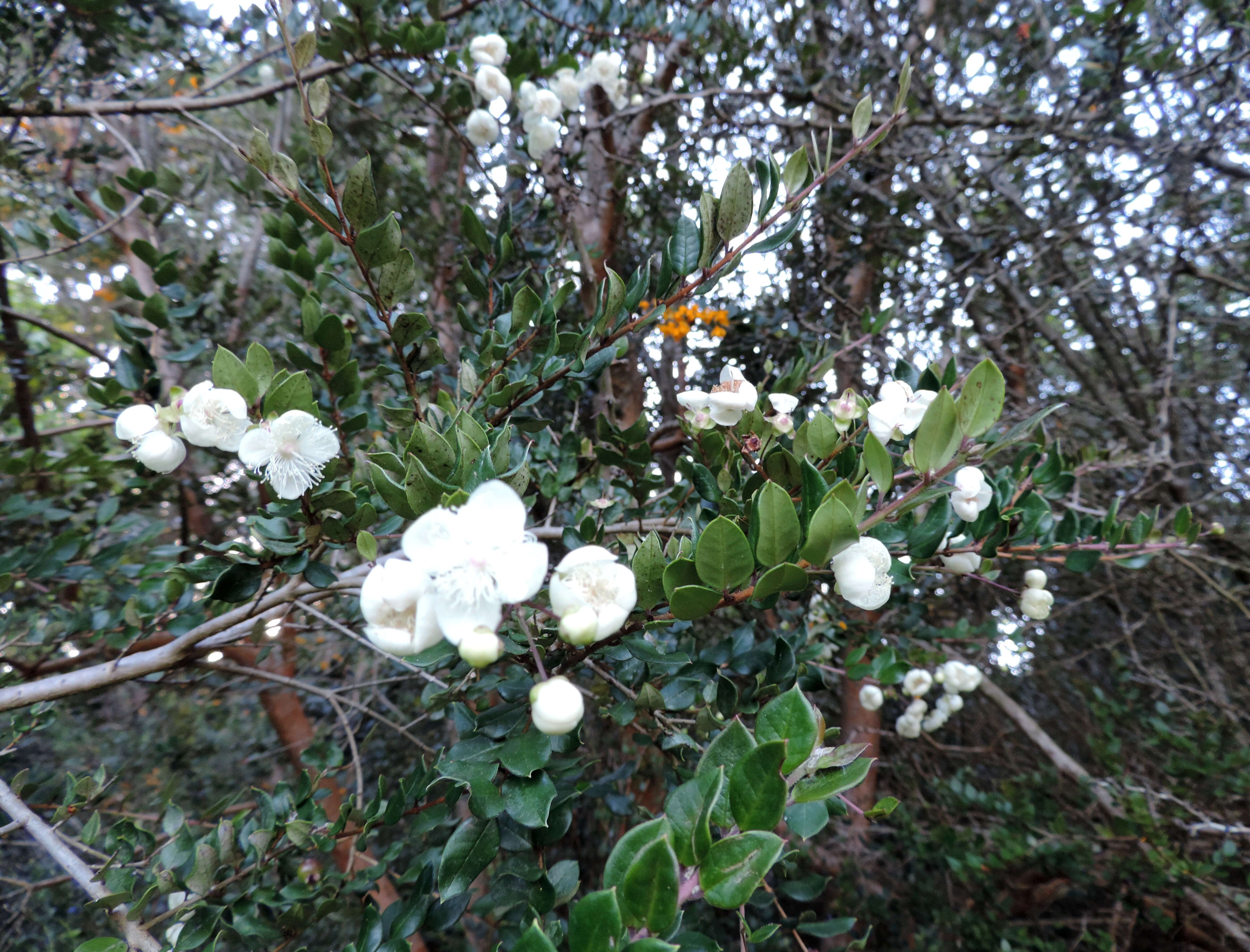Image of Chilean Myrtle