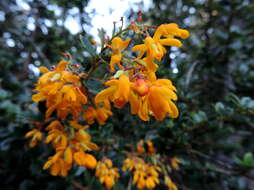 Image of Darwin's berberis