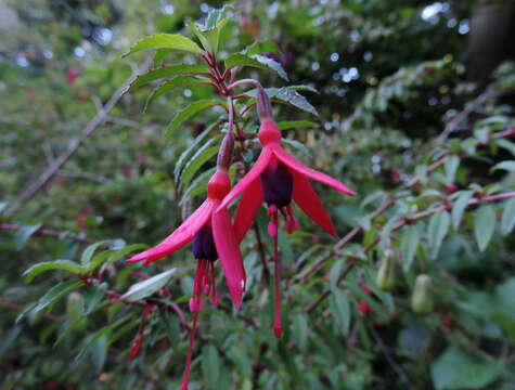 Image of hardy fuchsia