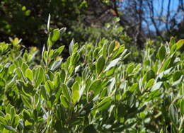 Image de Arctostaphylos pumila Nutt.