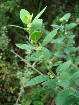 Image of Clutia hirsuta (Sond.) Müll. Arg.