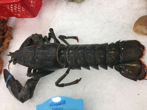 Image of Common lobster