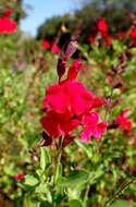 Image de Salvia greggii A. Gray