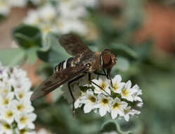 Image of Exoprosopa divisa (Coquillett 1887)