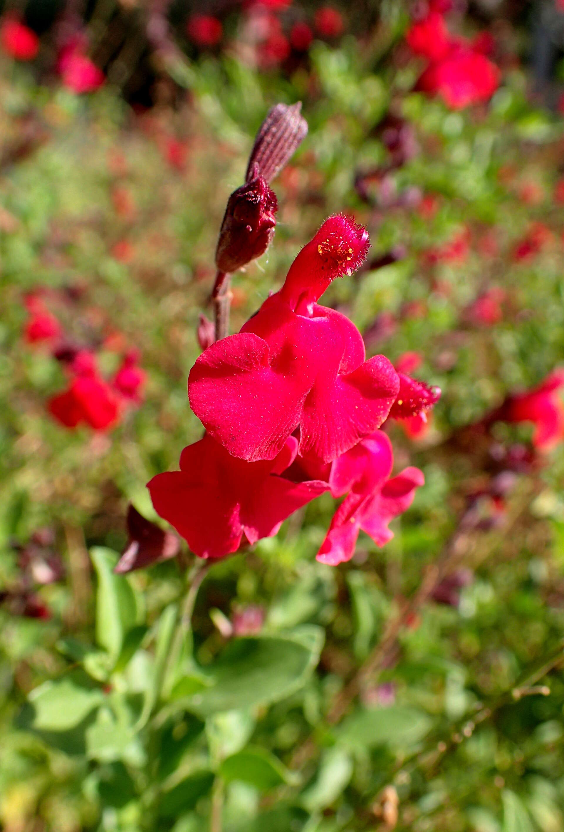 Image de Salvia greggii A. Gray