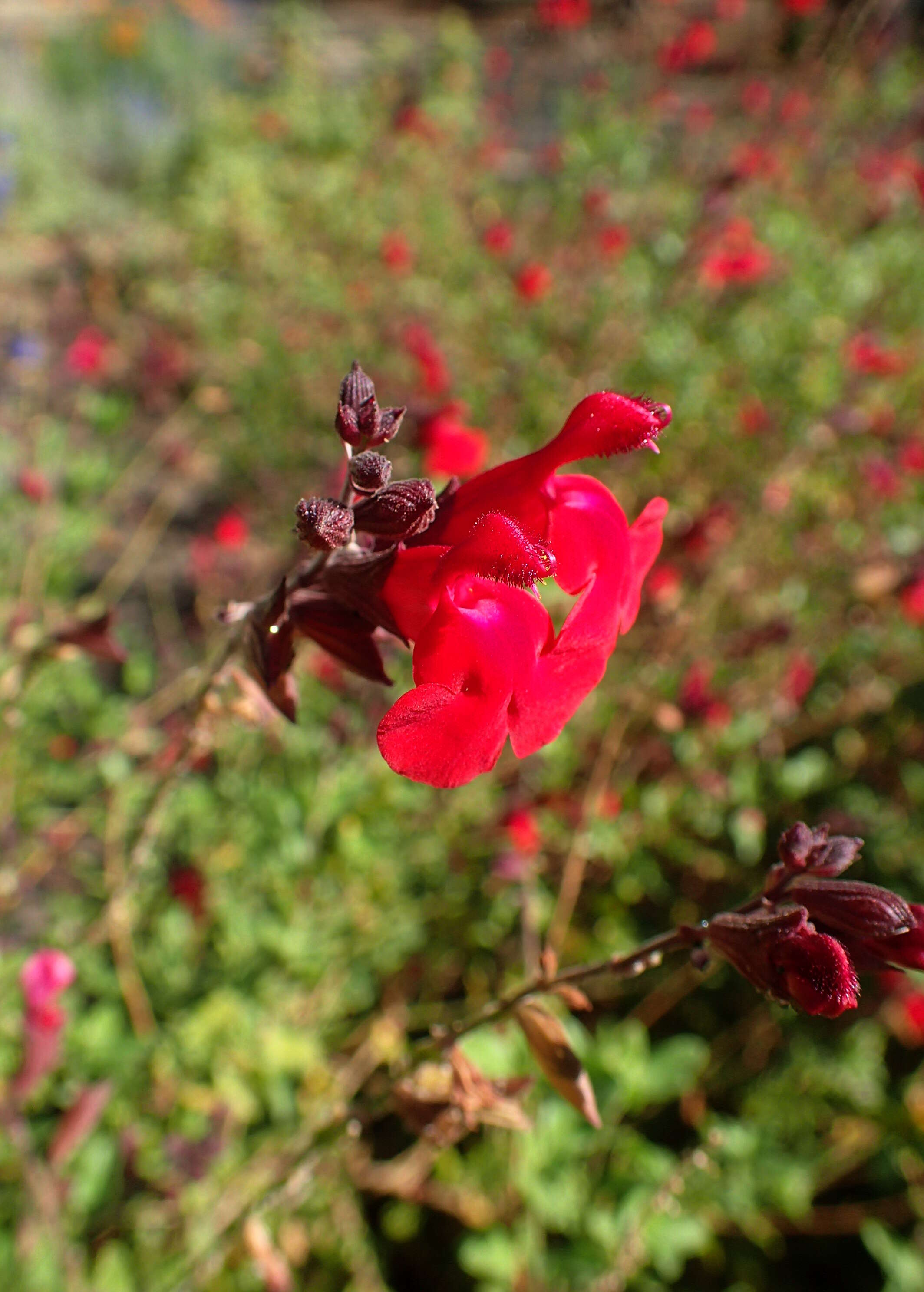 Image de Salvia greggii A. Gray