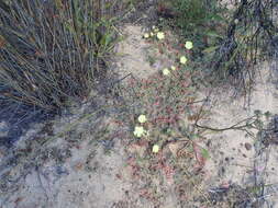 Image of Desert primrose