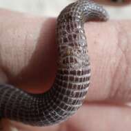 Image of Iberian Worm Lizard