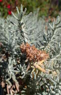 Image of Teucrium cossonii D. Wood