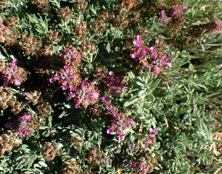 Image of Teucrium cossonii D. Wood