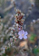 Image of Limonium bellidifolium (Gouan) Dumort.