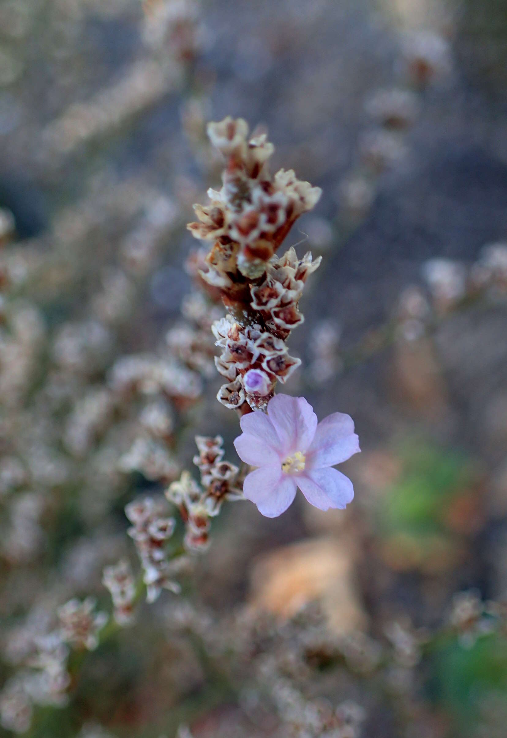 Image of Limonium bellidifolium (Gouan) Dumort.