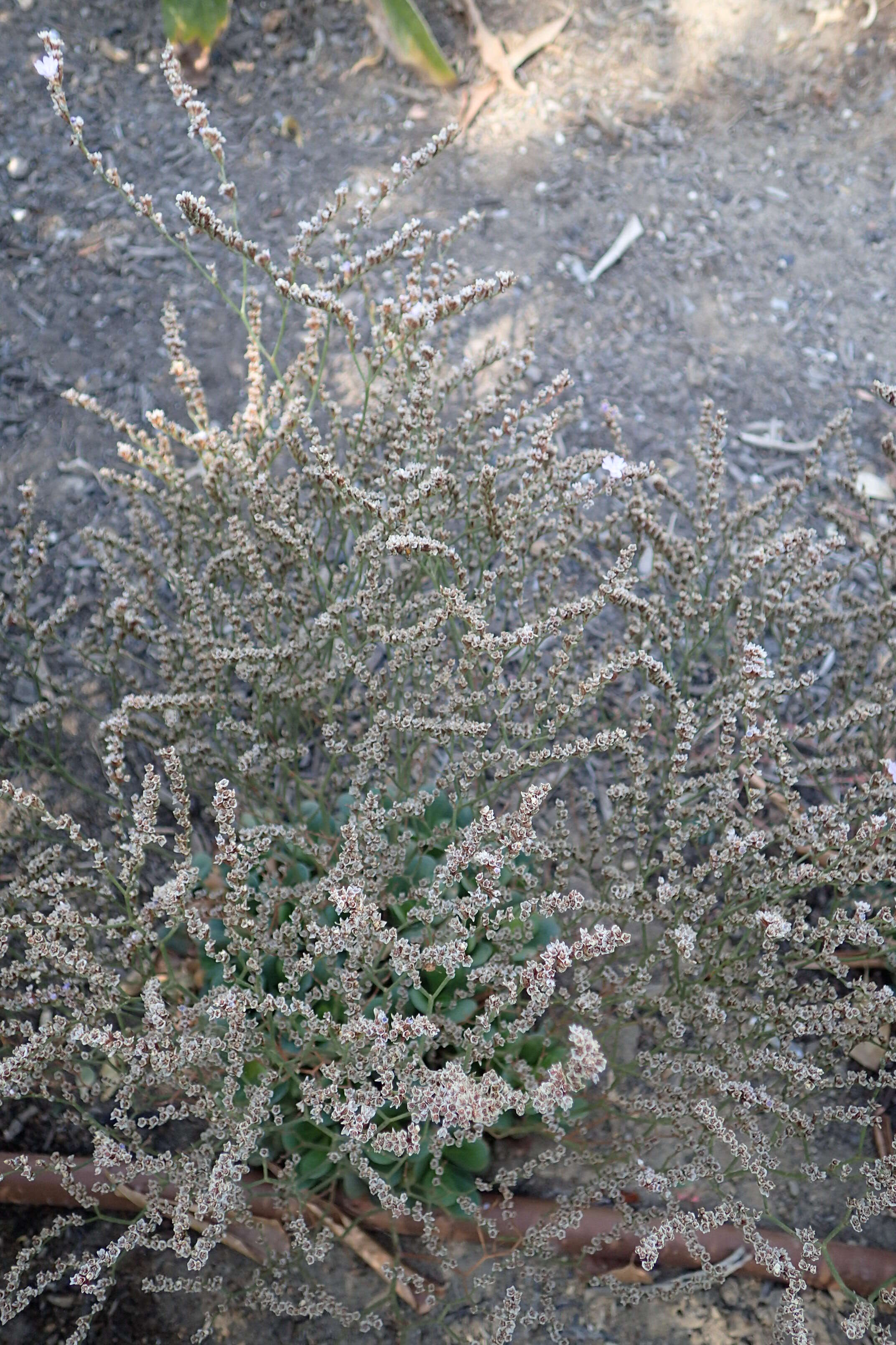 Image of Limonium bellidifolium (Gouan) Dumort.