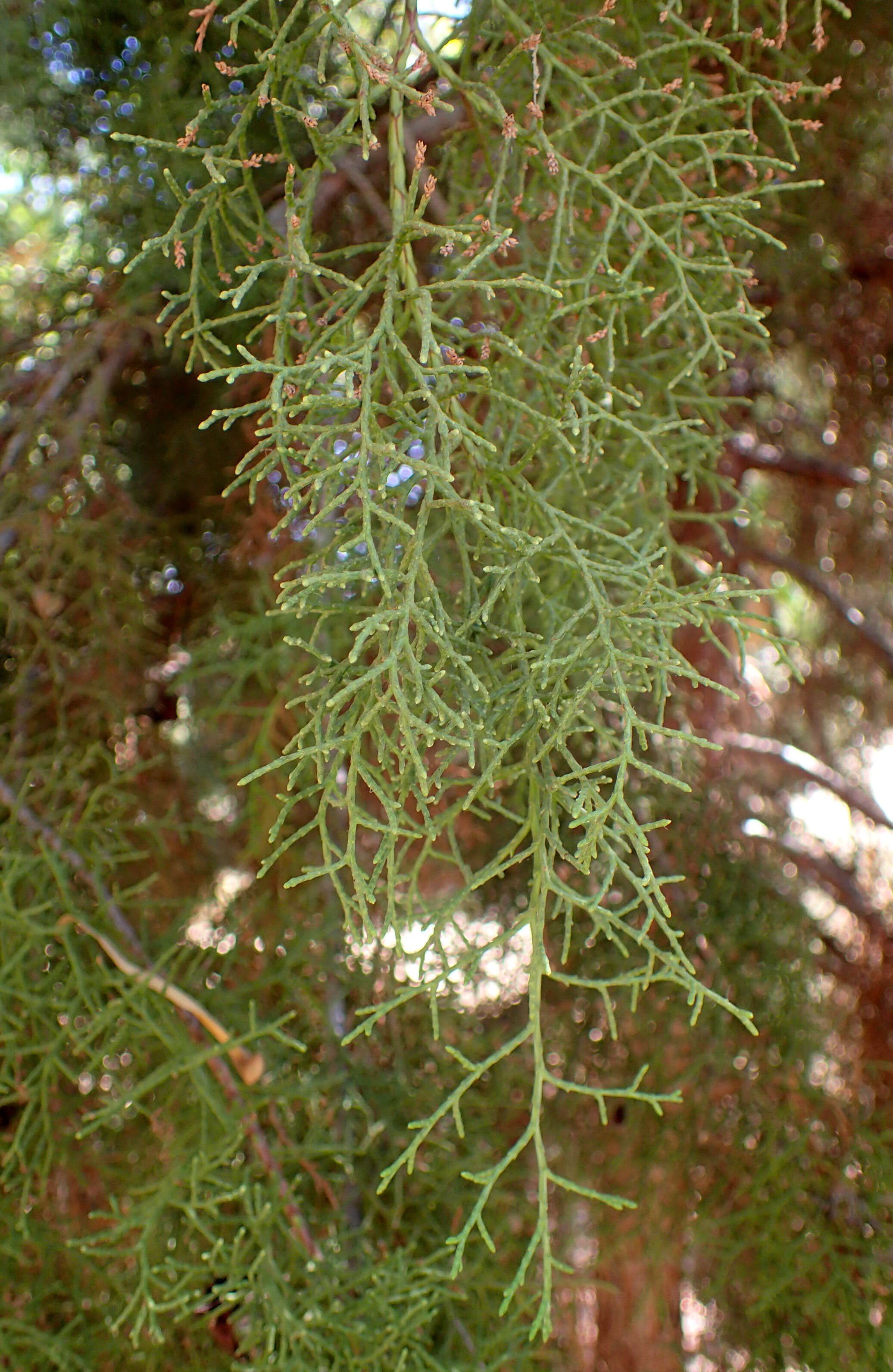 Image of Bermuda Cedar