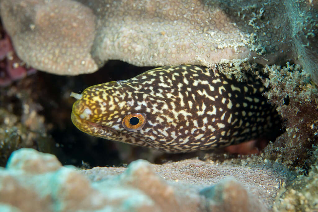 Image of Abbott's moray eel