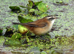 Image of Moustached Warbler