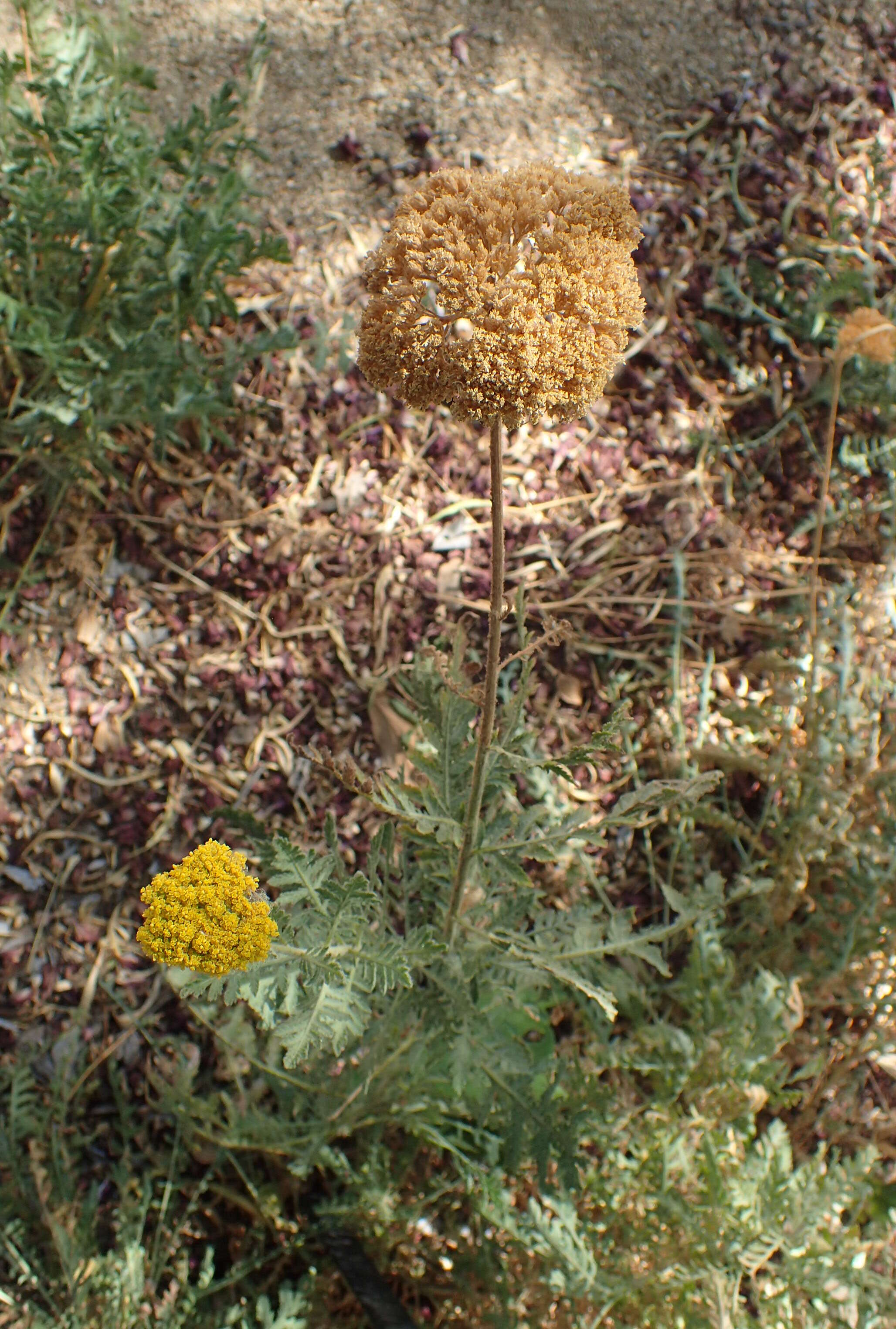 Imagem de Achillea filipendulina Lam.