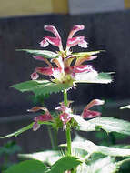 Image of Lamium orvala L.