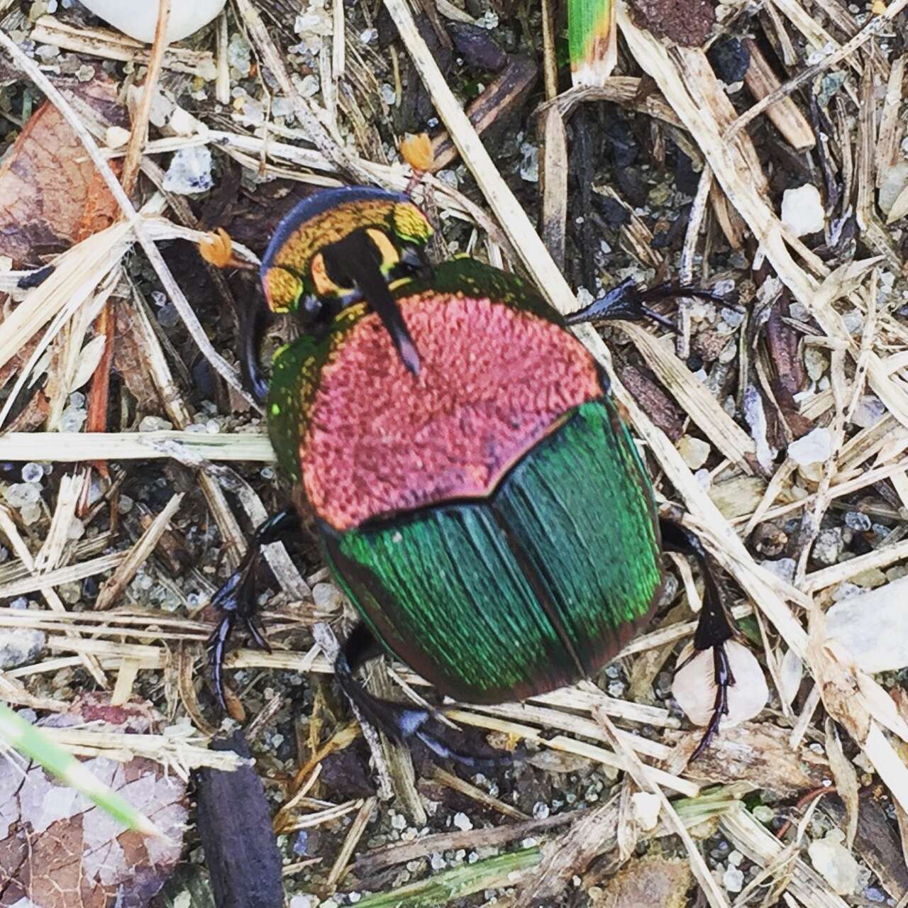 Image of Rainbow Scarab