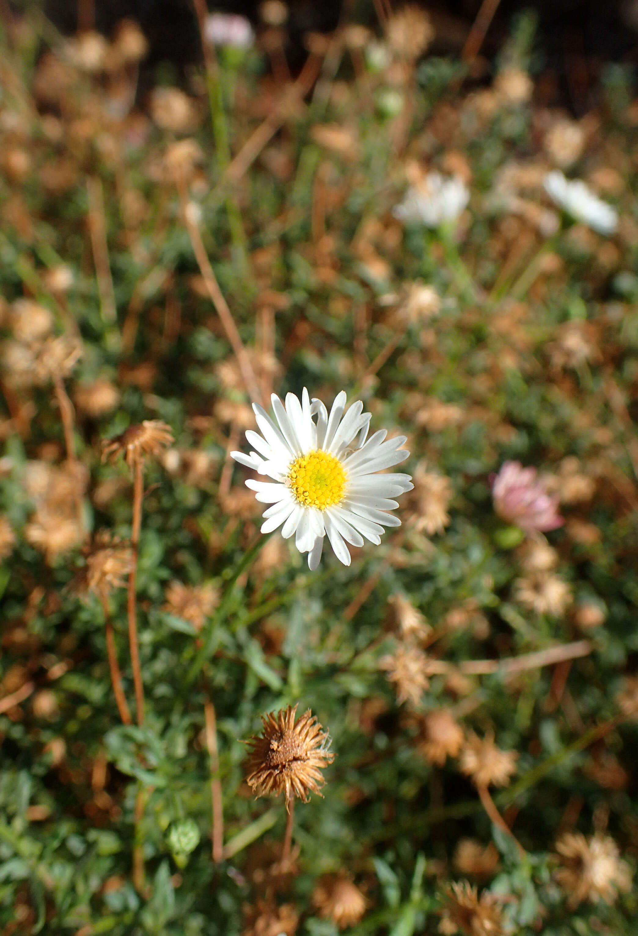 Image of Latin American Fleabane