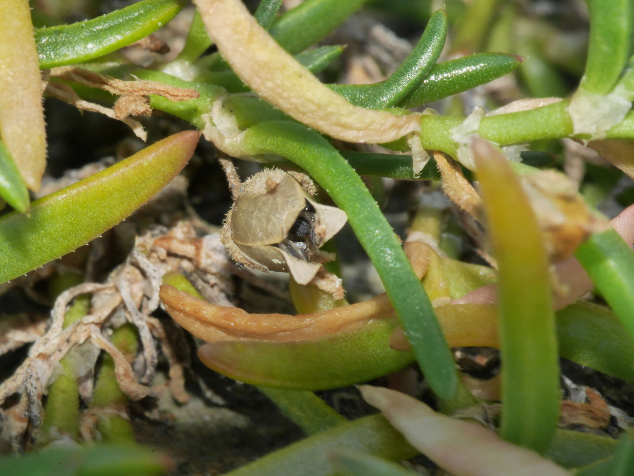 Plancia ëd Spergularia tasmanica (Kindb.) L. G. Adams