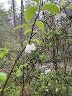 Image de Halesia carolina L.