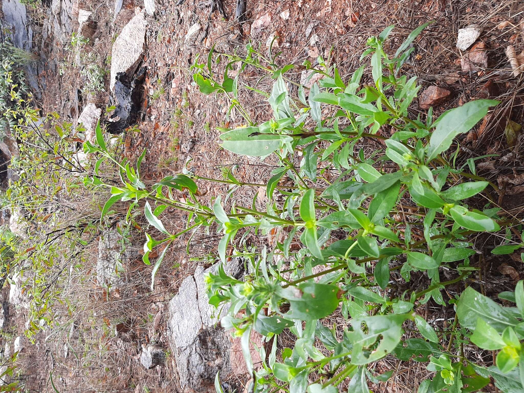 Imagem de Barleria senensis Klotzsch