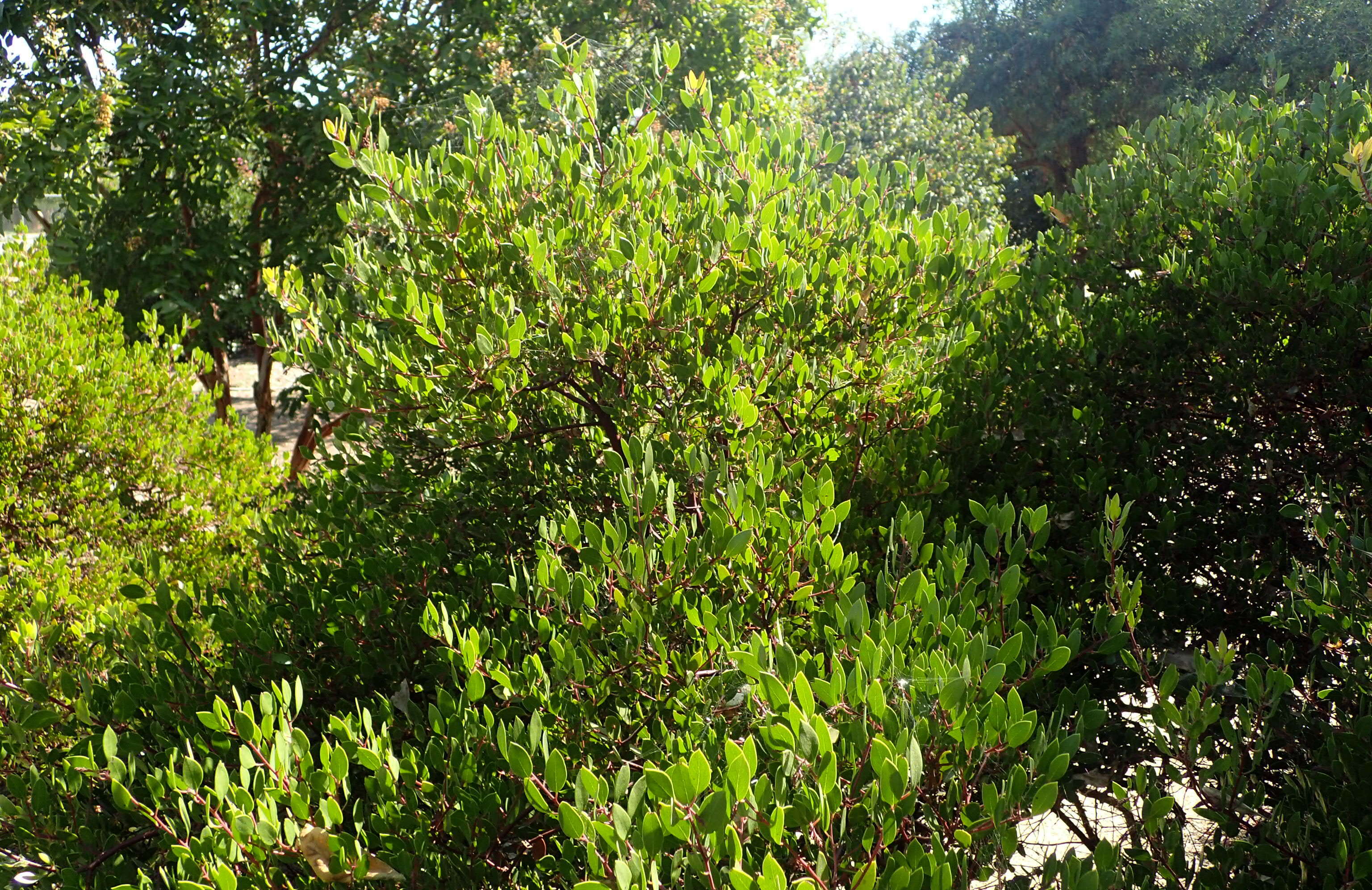 Слика од Arctostaphylos densiflora M. S. Baker