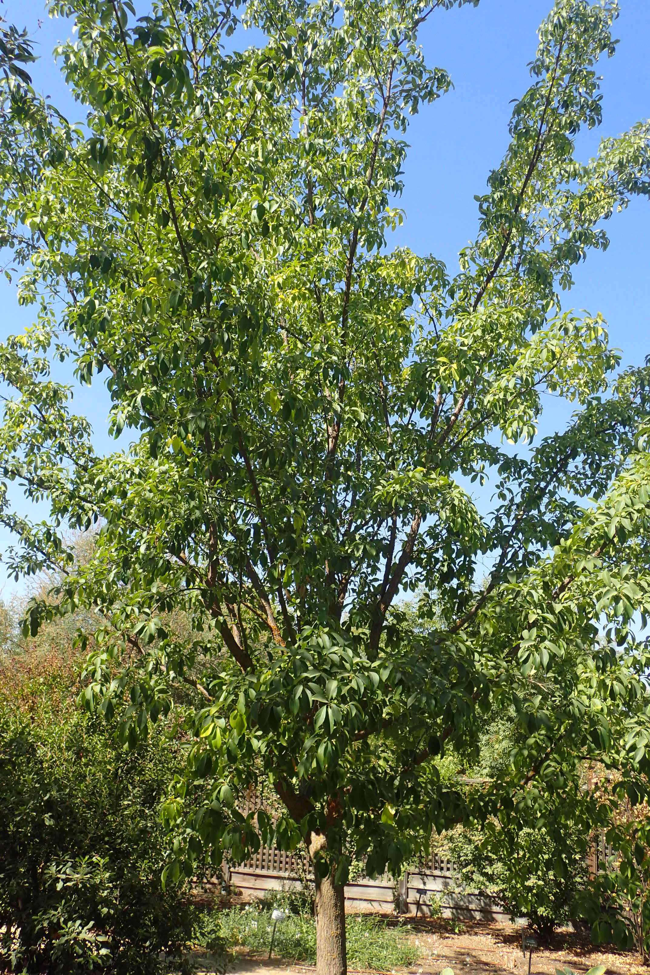 Image of Chinese Fringetree