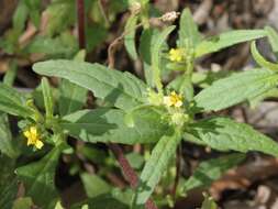 Image of Sigesbeckia australiensis D. L. Schulz