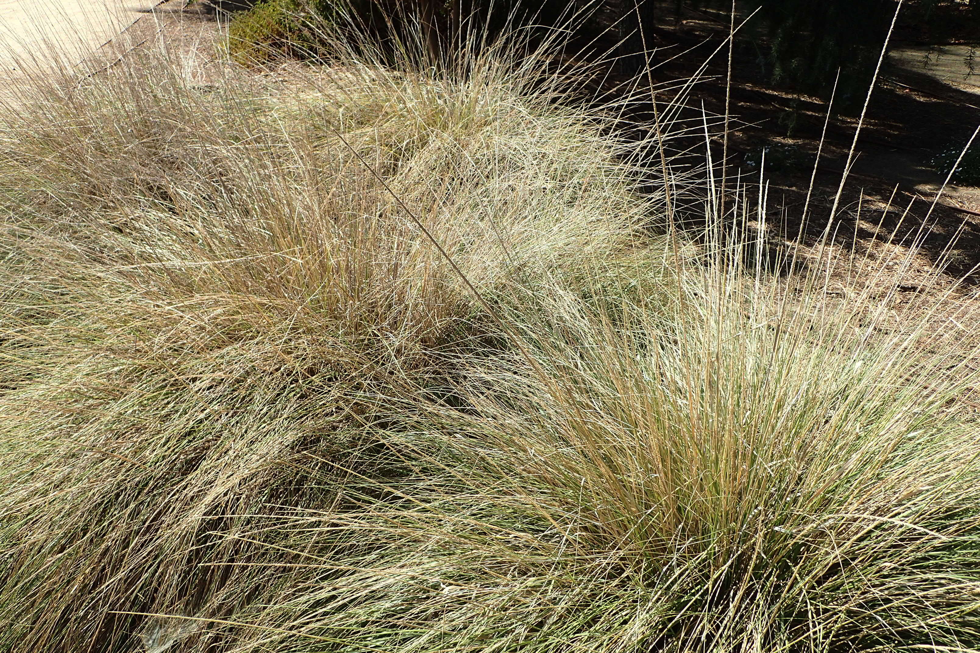 Image of deergrass