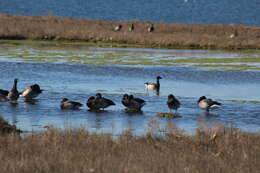 صورة Branta bernicla hrota (Müller & OF 1776)