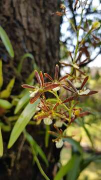 Image of Prosthechea squalida (Lex.) Soto Arenas & Salazar