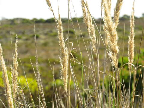 Image of Capeochloa cincta (Nees) N. P. Barker & H. P. Linder