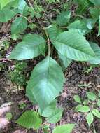 Toxicodendron radicans subsp. pubens (Engelm. ex Watson) Gillis的圖片