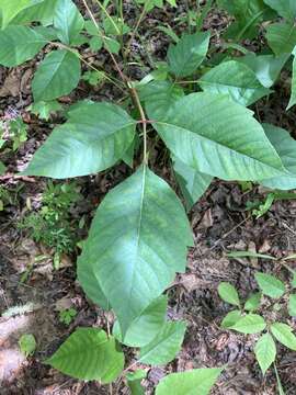 Image of eastern poison ivy