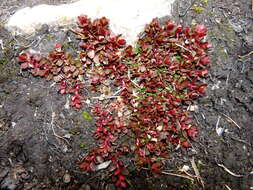 Imagem de Epilobium tasmanicum Hausskn.