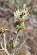 Cirsium ciliolatum (Henderson) J. T. Howell的圖片