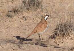 Слика од Cinclosoma cinnamomeum Gould 1846