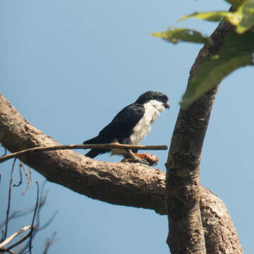 Image of Philippine Falconet