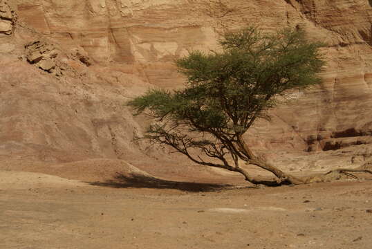 Vachellia tortilis (Forssk.) Galasso & Banfi的圖片